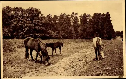 Ak New Forest Ponies, Pferde auf der Wiese, Im Hintergrund ein Wald