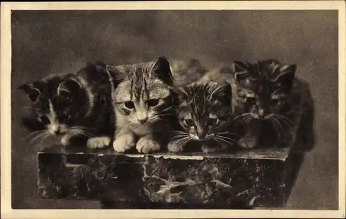 Ak Vier Katzen, Katzenportrait, Tierportrait