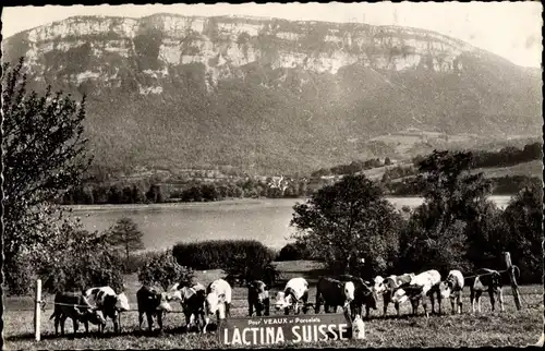 Ak Kühe auf der Wiese, Werbung Lactina Suisse, Im Hintergrund Berge