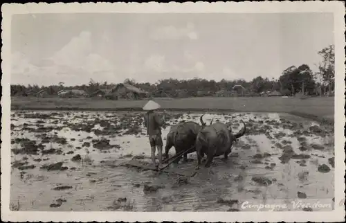 Ak Vietnam, Campagne Viet Nam, Bauern, Felder, Rinder, Landwirtschaft