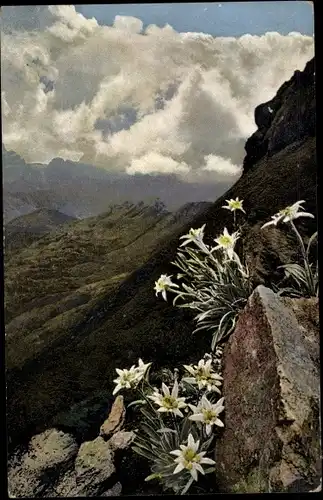 Ak Photochromie, Leontopodium alpinum, Nenke und Ostermaier 521 920, Alpenflora