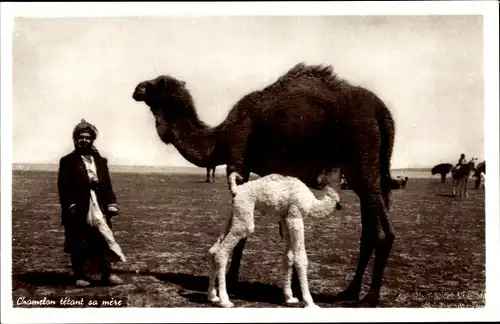 Ak Camel feeding her young, Kamele, Jungtier