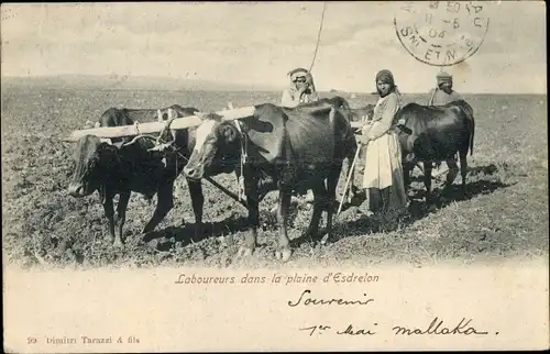 Ak Laboureurs dans la plaine d'Esdrelon, Landwirtschaft, Bauern, Pflug, Rind