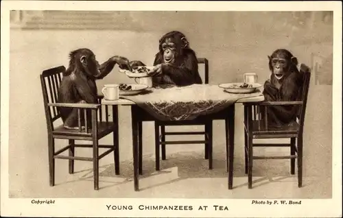 Ak London, Jardin Zoological, Young Chimpanzees at Tea