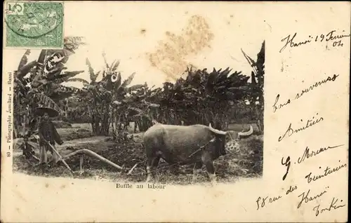 Ak Vietnam, Buffle au labour, Bauer, Pflug, Landwirtschaft