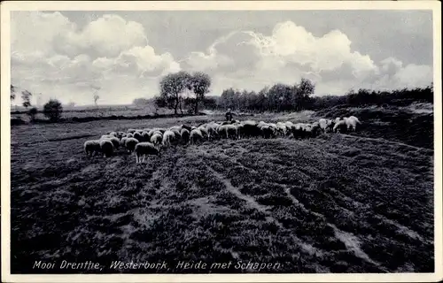 Ak Westerbork Drenthe Niederlande, Heide met Schapen