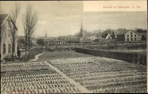 Ak Hillegom Südholland Niederlande, Ortsansicht, Blumenfeld