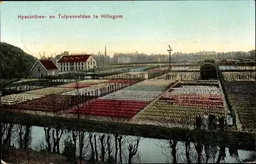 Ak Hillegom Südholland Niederlande, Hyacinthen- en Tulpenvelden