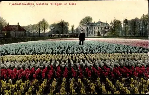 Ak Hillegom Südholland Niederlande, Hyacinthenvelden