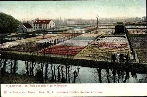 Ak Hillegom Südholland Niederlande, Hyacinthen- en Tulpenvelden