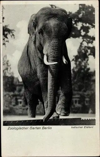 Ak Zoologischer Garten Berlin, Indischer Elefant