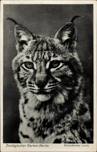 Ak Zoologischer Garten Berlin, Europäischer Luchs