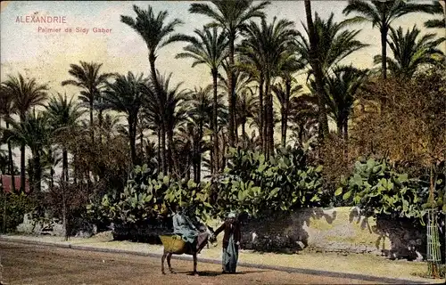 Ak Alexandria Ägypten, Palmier de Sidy Gaber