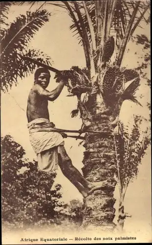 Ak Afrique Equatoriale, Recolte des noix palmistes