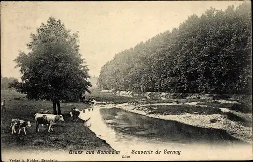 Ak Cernay Sennheim Elsass Haut Rhin, Kühe am Wasser