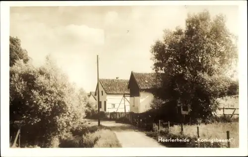 Ak Heerlerheide Limburg Niederlande, Koningsboomt