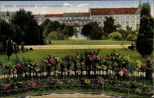 Ak Riesa an der Elbe Sachsen, Rosenanlagen, Kaiser Wilhelm Platz