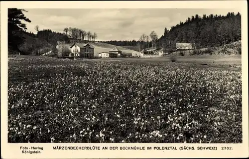 Ak Hohnstein Sächsische Schweiz, Bockmühle im Polenztal, Märzenbecherblüte