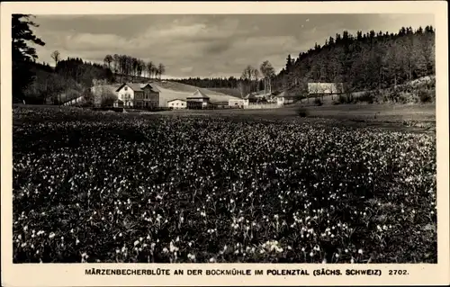 Ak Hohnstein Sächsische Schweiz, Märzenbecherblüte an der Bockmühle im Polenztal