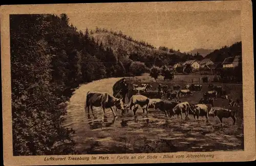 Ak Treseburg Thale im Harz, Partie an der Bode, Blick vom Albrechtsweg, Kühe