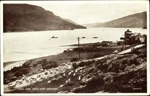 Ak Arrochar Schottland, Loch Long, Schafe