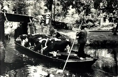 Ak Giethoorn Overijssel Niederlande, Kühe auf einem Boot