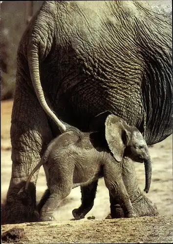 Ak Zoo Wuppertal, Afrikanische Elefanten