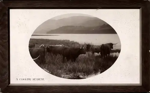 Präge Passepartout Ak Großbritannien, A Coolling Retreat, Rinder am Wasser