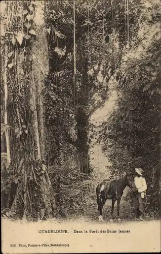 Ak Guadeloupe, Dans la Foret des Bains Jaunes