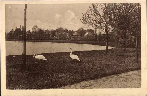 Ak Meppel Drenthe Niederlande, Stadtpark, Schwäne