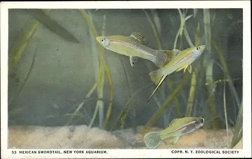 Ak New York City USA, Mexican Swordtail, Aquarium