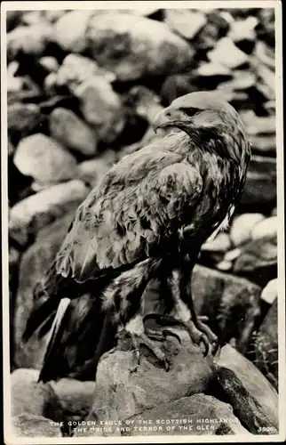 Ak Schottland, Golden Eagle of the Scottish Highlands