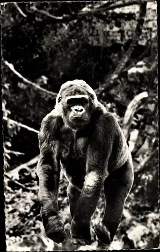 Ak Faune Africaine, Gorille