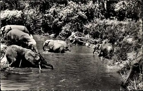 Ak Faune Africaine, Troupeau d'elephants au bain