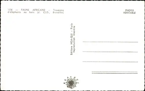 Ak Faune Africaine, Troupeau d'elephants au bain