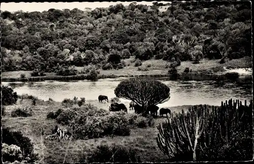 Ak Faune Africaine, Troupeau d'Elephants a l'ambre des euphorbes