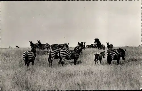 Ak Afrika, Troupeau de Zebres, Zebras