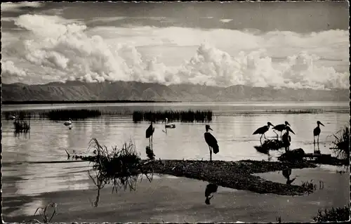 Ak Faune Africaine, Marabouis noirs et Pelicans sur les bords d'un lac