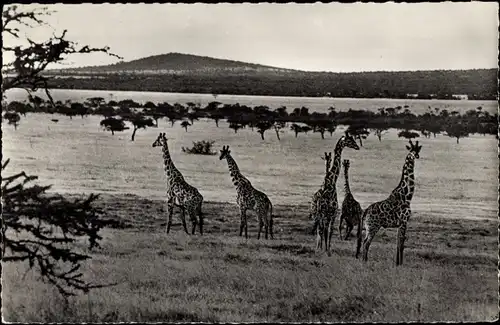 Ak Faune Africaine, Girafes