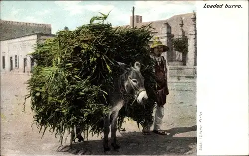 Ak Mexiko, Loaded burro, Lastenesel
