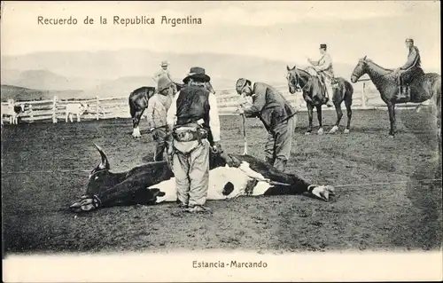 Ak Argentinien, Estancia Marcando, Rind wird gebranntmarkt