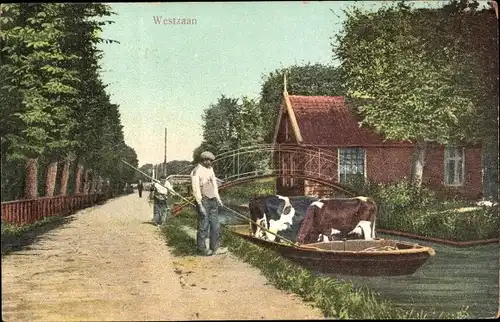 Ak Westzaan Zaanstad Nordholland Niederlande, Weg, Gewässer, Brücke, Kühe auf Boot