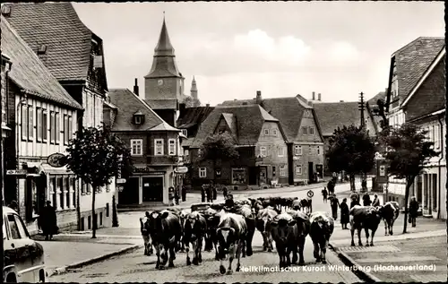 Ak Winterberg im Hochsauerland, Straßenpartie mit Kühen