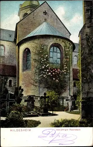 Ak Hildesheim in Niedersachsen, 1000 jähriger Rosenstock