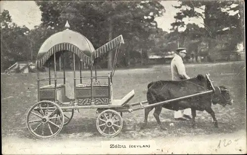 Ak Ceylon Sri Lanka, Zebu, Kutsche von einem Hausrind gezogen