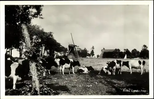 Ak Friesland Niederlande, Fries Landschap, Rinder, Windmühle