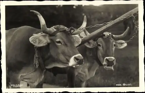 Ak Buoi, Rinder, Bauernhoftiere