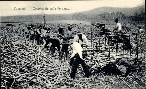 Ak Tucumán Argentinien, Cosecha de caña de azucar