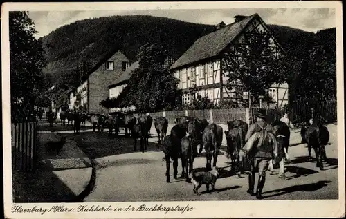 Ak Ilsenburg Harz, Kuhherde in der Buchbergstraße