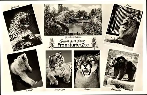 Ak Frankfurt Main, Zoologischer Garten, Leopard, Löwe, Eisbär, Puma, Braunbär